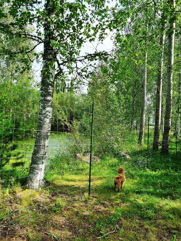 Aidattu lammikko koivujen keskellä