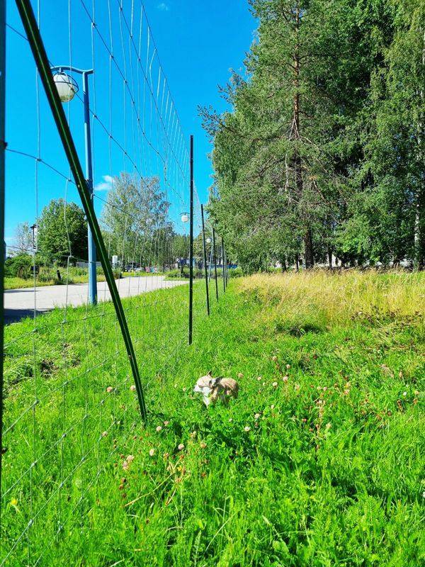 Koira ja aita koirametsän laidalla