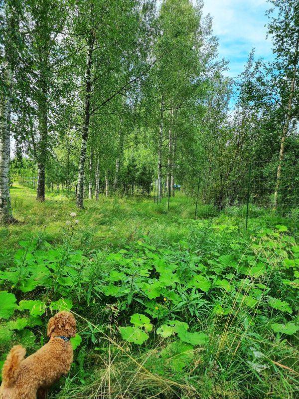 Koira kesäisessä koivumetsässä